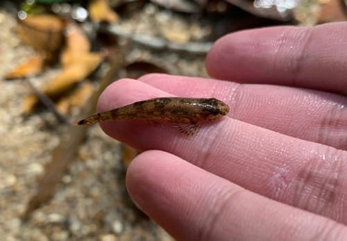 Nebulous Hillstream Loach