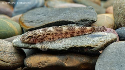 Smith's Hillstream Loach