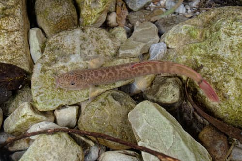 Potanin's Stone Loach