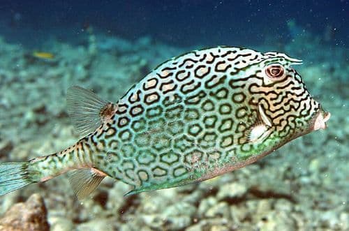 Honeycomb Cowfish