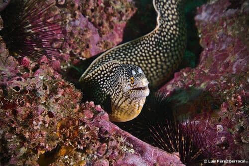 Honeycomb Moray