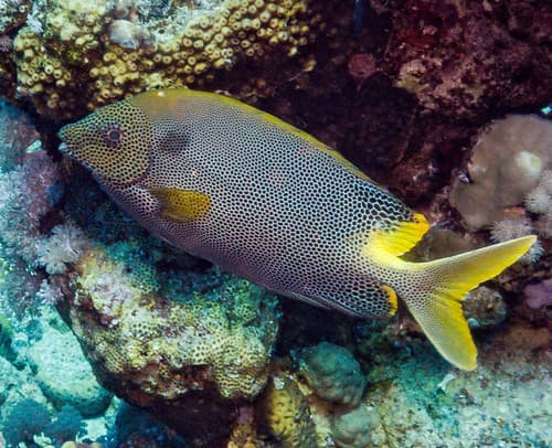 Honeycomb Rabbitfish