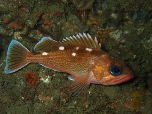 Honeycomb Rockfish