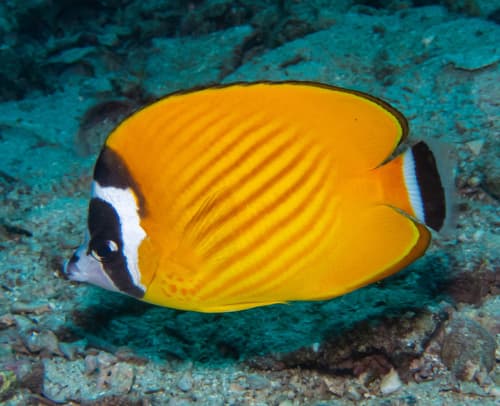 Hong Kong Butterflyfish