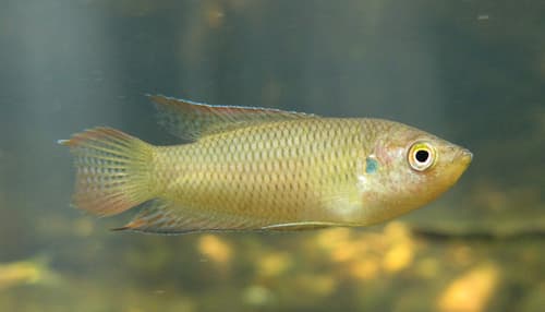 Hong Kong Paradise Fish