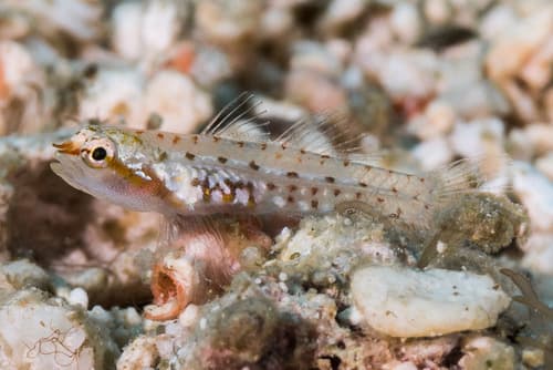 Hookcheek Dwarfgoby