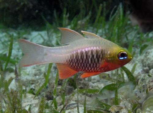 Hookfin Cardinalfish