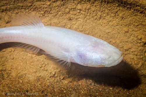 Hoosier Cavefish