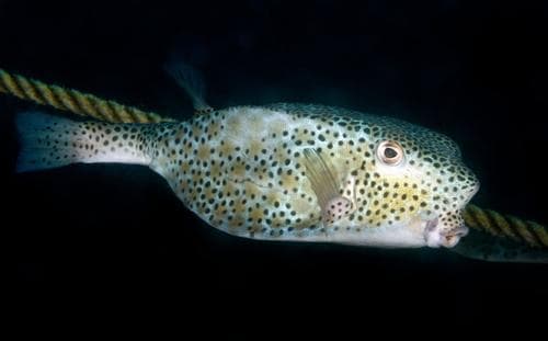 Horn-nose Boxfish