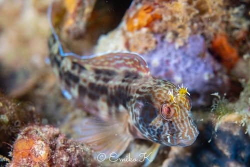 Horned Blenny