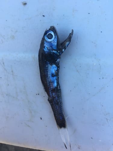 Horned Lanternfish