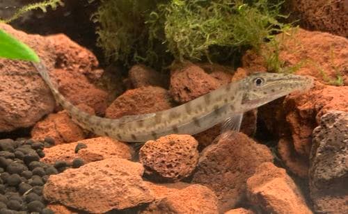 Horseface Loach