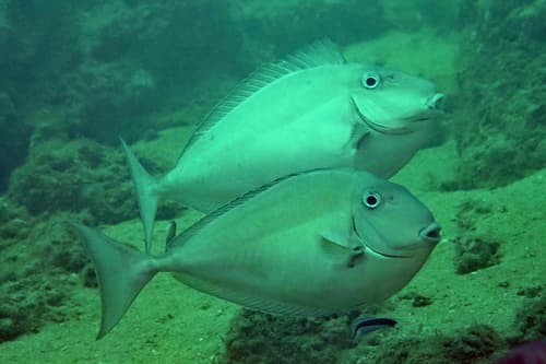 Horseface Unicornfish