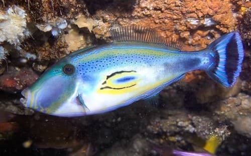 Horseshoe Leatherjacket