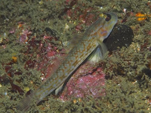 Hoshino's Sandgoby