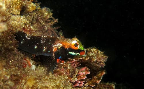 Hotlips Triplefin