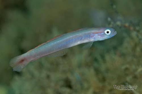 Hovering Goby