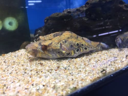 Humpback Puffer