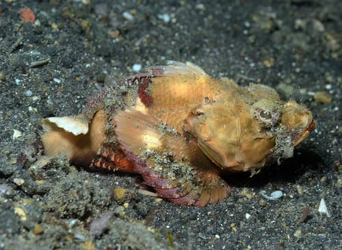 Humpback Scorpionfish