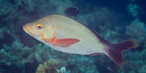 Humpback Snapper