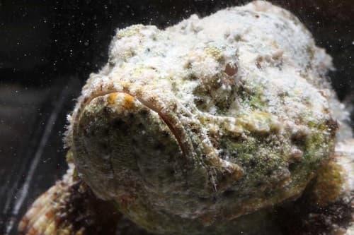 Humpbacked Scorpionfish