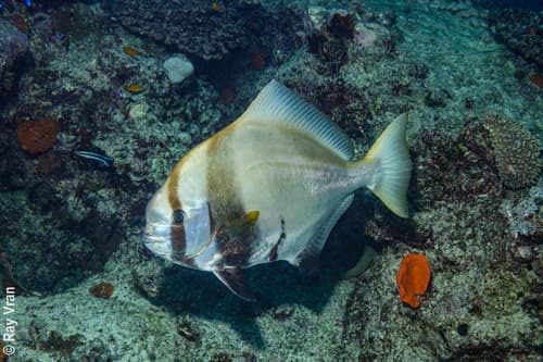 Humphead Batfish