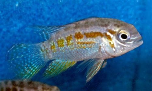 Humphead Dwarf Acara