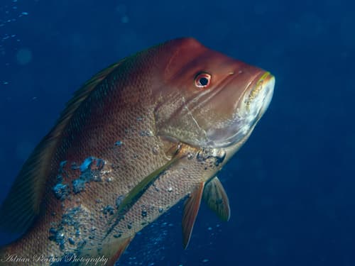 Humphead Snapper