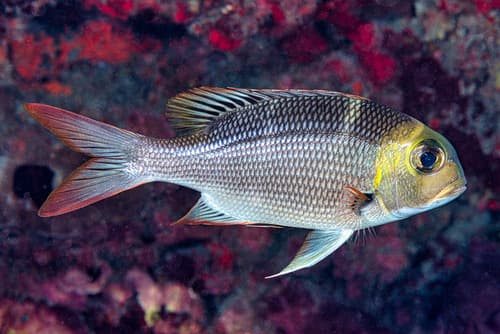 Humpnose Bigeye Bream