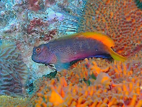 Hutchins' Blenny