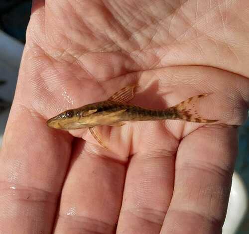 Pygmy Sucker Catfish