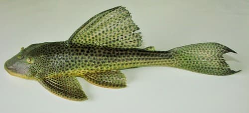 Hypostomus affinis