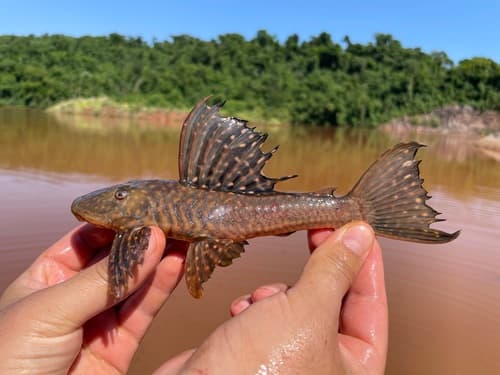 Albopunctatus Pleco