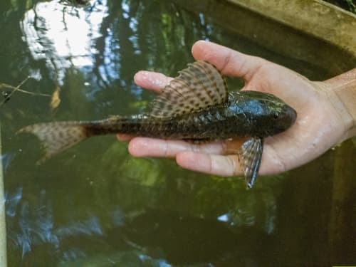 Spotted Hypostomus Pleco