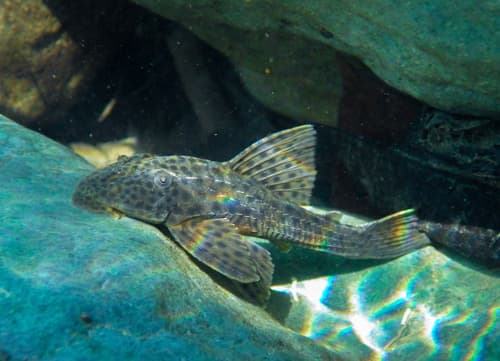 Aspidolepis Pleco