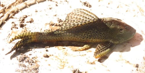 Formosa Pleco