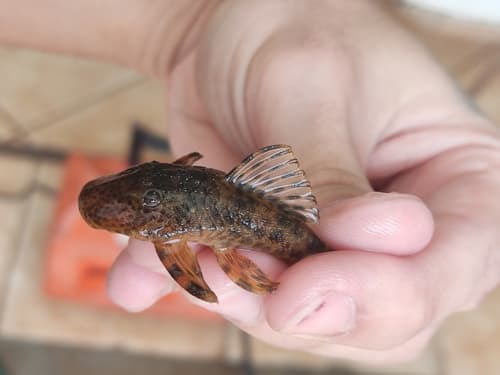 Black-spotted Pleco