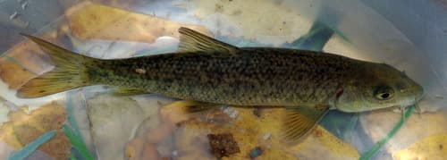Iberian long-snout barbel