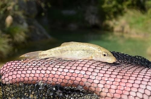 Iberian Redfin Barbel