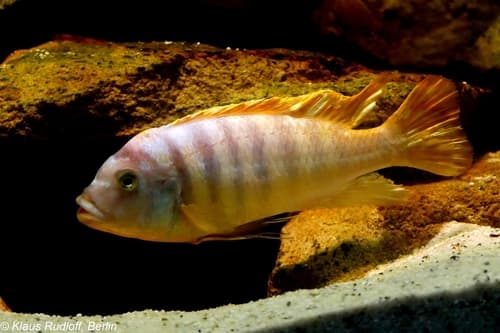 Ice Blue Zebra Cichlid