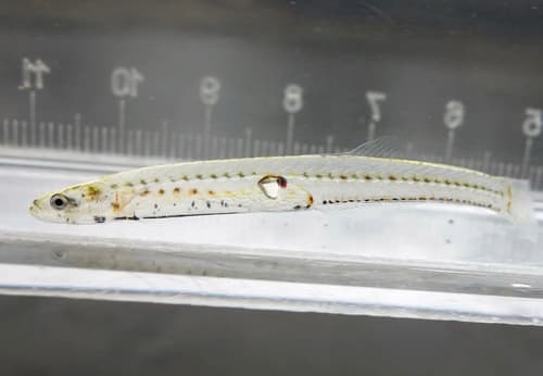 Ice Goby