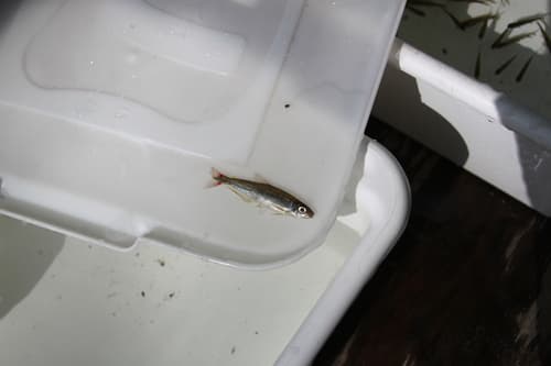 Iguanodectes variatus