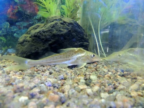 Labrosus Catfish