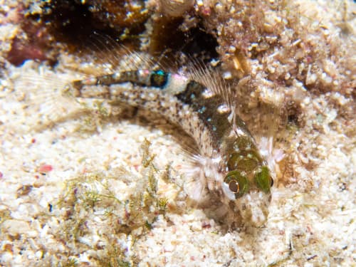Imitator Blenny