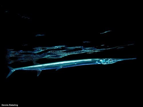 Imperial Needlefish