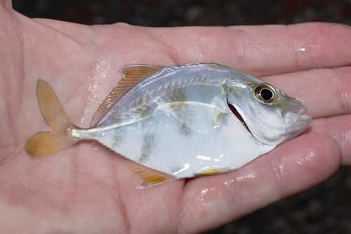 Imposter Trevally