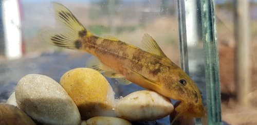 Incomati Rock Catlet