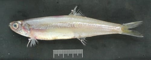 Indian Anchovy