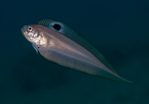 Indian Bandfish