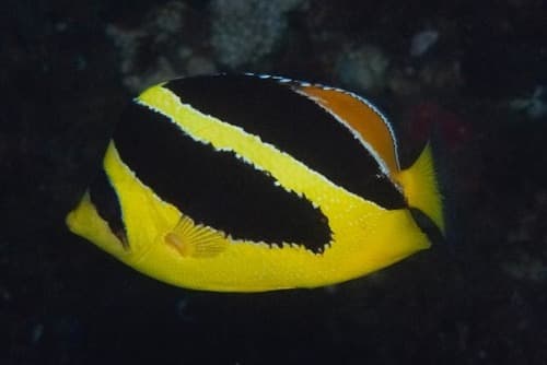 Indian Butterflyfish